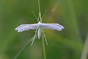 Pentadactyla: White Plume Moth Federgeistchen