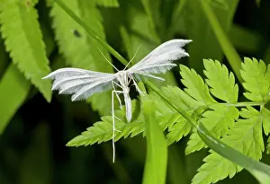 Larvae: White Plume Moth - larvae feed on bindweed