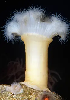 Giganteum: White-plumed Anemone