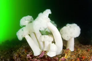 Damselfishes: White-plumed anemone - Vancouver Island British Columbia Can
