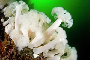 Damselfishes: White-plumed anemone - Vancouver Island British Columbia Can