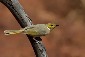 Honeyeater: White-plumed Honeyeater-Clinging to a stick - Papunya