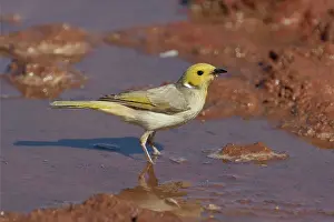 Honeyeaters: White-plumed Honeyeater - Drinking at a stock watering