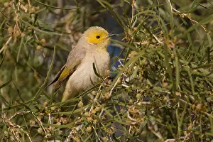 141118: White-plumed Honeyeater - feeding in a flowering