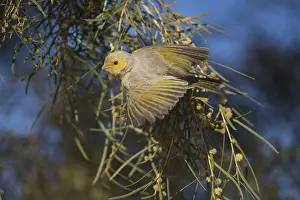 141118: White-plumed Honeyeater - feeding in a flowering