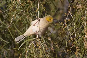 141118: White-plumed Honeyeater - feeding in a flowering