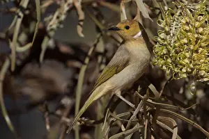 Hakea: White-plumed Honeyeater - Feeding from a Hakea