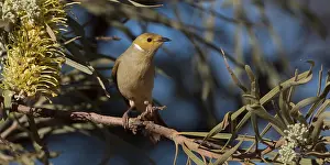 Hakea: White-plumed Honeyeater - Feeding in a Hakea macrocarpa