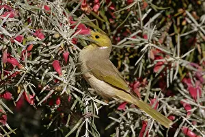 Fuchsias: White-plumed Honeyeater - Feeding on Native Fuchsia