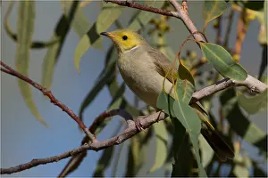 Honeyeaters: White-plumed Honeyeater - Perched in a eucalypt