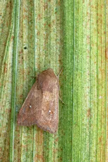 Points: White Point Moth
