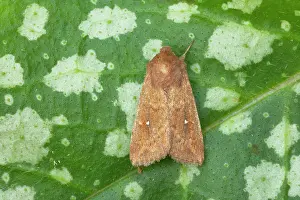 Points: White Point Moth (Migrant)