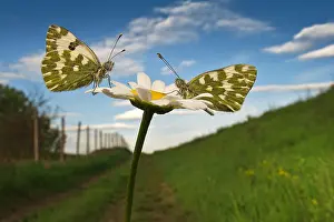 Rhopalocera: White (Pontia sp) facing on daisy, Italy