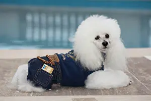 Card: White poodle with denim suit and Visa credit card