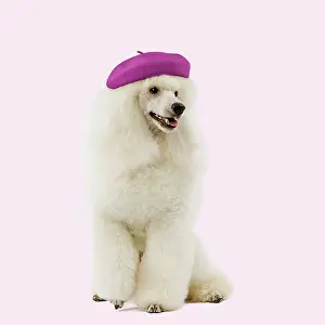 100817: White Poodle Dog wearing french beret hat Digital