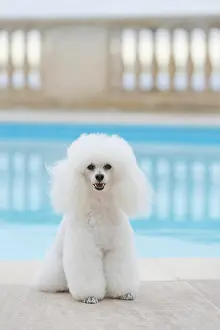 Poodle: White poodle at a swimming pool