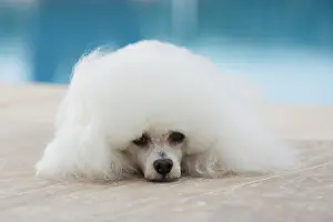 Poodle: White poodle at a swimming pool