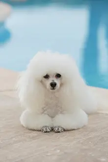 Poodle: White poodle at a swimming pool