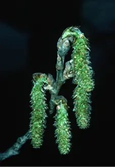 Catkin: WHITE POPLAR - cones and catkins