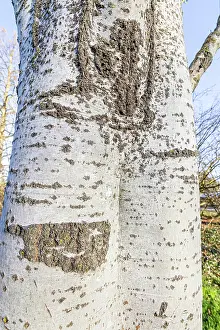 January: White poplar (Populus alba) Raket, Bark