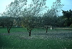Losing: WHITE POPLARS - losing leaves