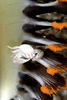 Porcelain: White Porcelain Crab on sea pen