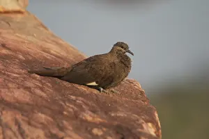 Quilled: White-Quilled Rock-Pigeon