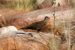 Quilled: White-quilled Rock-Pigeon