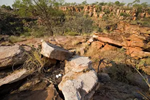 Quilled: White-quilled Rock-Pigeon nest