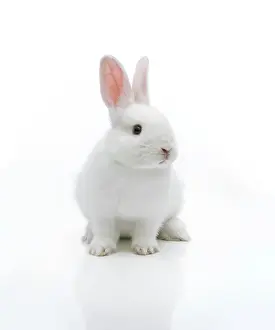 Bunnies: White rabbit