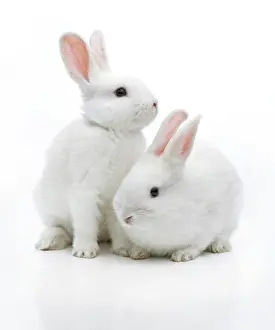 Bunnies: Two white rabbits