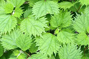 Rhizome: White Ramie, Boehmeria utilis, Aerial view of leaves showing