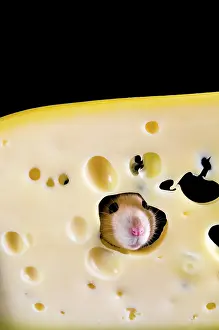 Hole: White rat in a slice of cheese