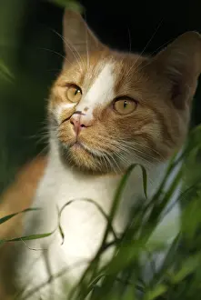 Calms: White and red cat sat in grass