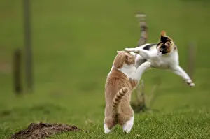 Jumped: White and red male European cat playing with tricolor female