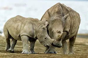 Nuzzling: White Rhino baby nuzzling mother in Lake Nakuru