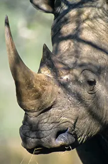 Snouts: White Rhino (Ceratotherium simum), Mkuze Game Reserve