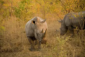 Sabi: White Rhino (Ceratotherium simum), Arathusa