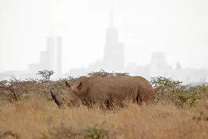 Towns: White Rhino (Ceratotherium simum) in the savanna
