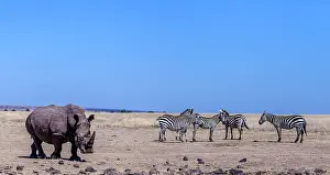 Conservancy: White rhino with common zebra in Oi Peleta sanctuary, Kenya