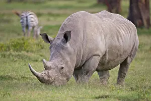 Rhinocerus: White Rhino grazing at Lake Nakuru NP, Kenya