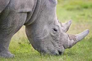 Rhinocerus: White Rhino grazing at Lake Nakuru NP, Kenya