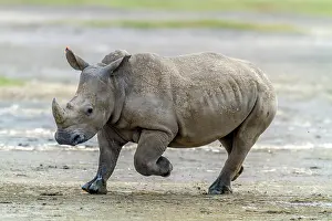 Manoj Shah: White Rhino on the run in Lake Nakuru National Park, Kenya