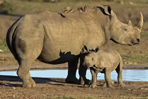 Nati: White Rhinoc&, x9caf;s (Ceratotherium simum), Mother