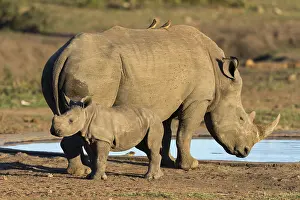 Nati: White Rhinoc&, x9caf;s (Ceratotherium simum), Mother