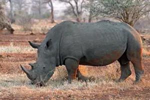 Bushland: White Rhinoceros