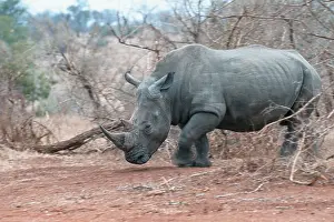 Bushveld: White Rhinoceros