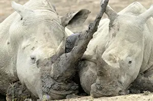 Hluhluwe: White Rhinoceros