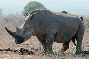 Urinating: White Rhinoceros