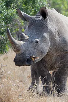 Buphagus: White Rhinoceros